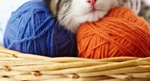 Cat Supply Checklist