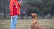Dog Training Checklist