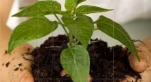 Gardening Checklist