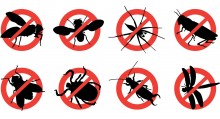 Home Pest Prevention