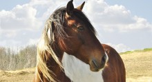 Horse Care Checklist