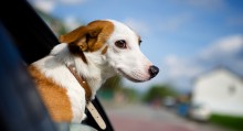 Pet Relocation Checklist